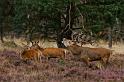 51 Hoge Veluwe, edelherten